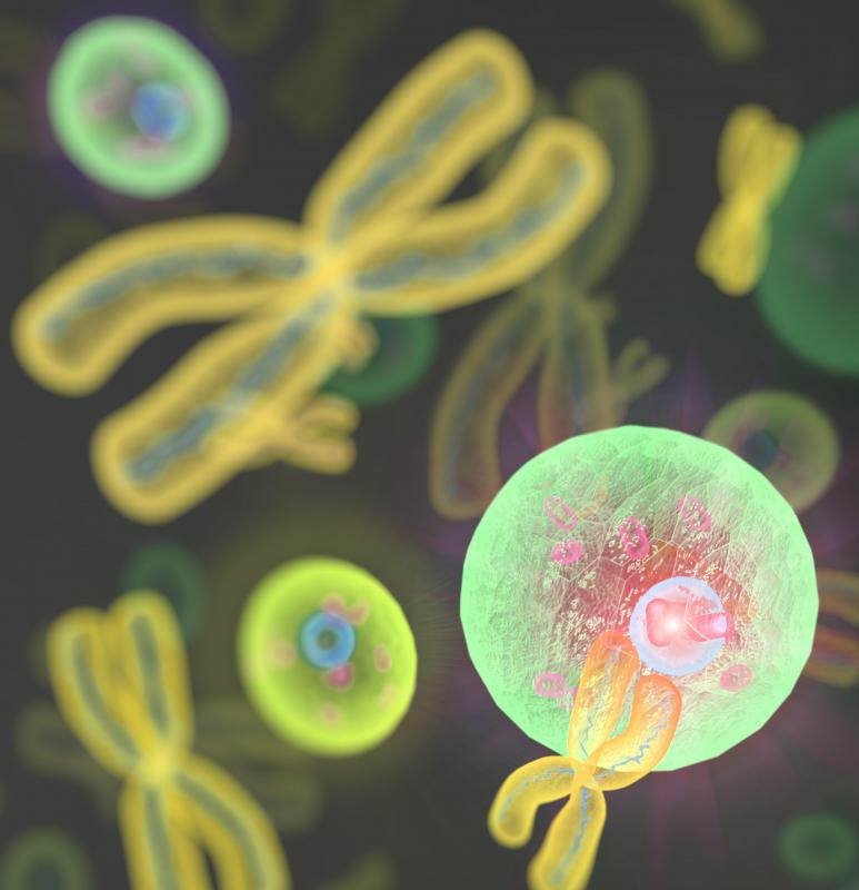 chromosomes-and-cells.jpg